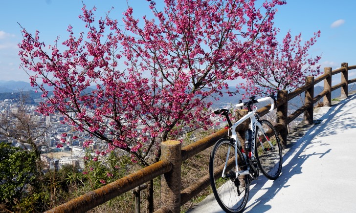 ロードバイクで満開の桜を楽しむサイクリング