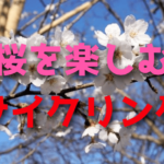 ロードバイクで満開の桜を楽しむサイクリング