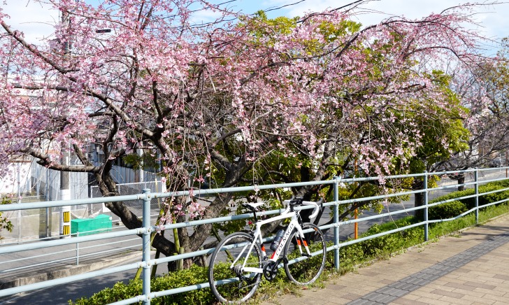 ロードバイクで満開の桜を楽しむサイクリング